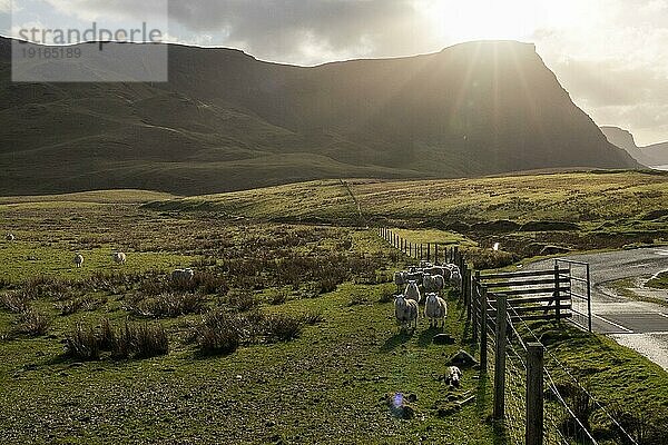 Schafe im Gegenlicht  Weide  Isle of Skye  Großbritannien  Europa