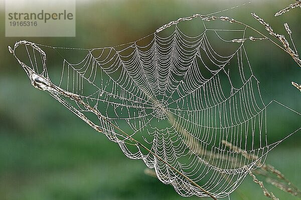 Spinnennetz mit Tautropfen an einem Grashalm im Gegenlicht  Biosphärenreservat Mittlere Elbe  Sachsen-Anhalt  Deutschland  Europa