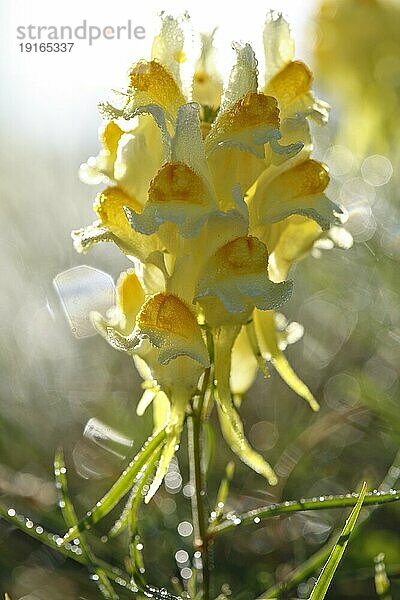 Echtes Leinkraut  Gewöhnliches Leinkraut (Linaria vulgaris)  Gemeines Leinkraut  Kleines Löwenmaul im Gegenlicht mit Tautropfen  Biosphärenreservat Mittlere Elbe  Sachsen-Anhalt  Deutschland  Europa