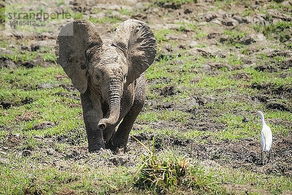 Elefantenbaby (Loxodonta africana) spreizt seine Ohren  um einen Vogel zu verjagen. Vorderansicht des ganzen Körpers. Lower Zambezi National Park  Sambia  Afrika