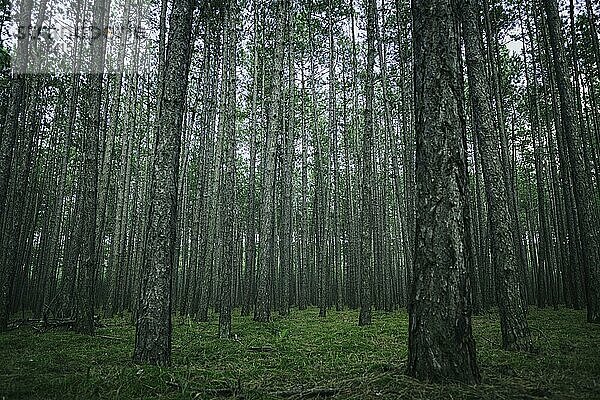 Wald  düster  Föhrenwald  Niederösterreich  Österreich  Europa