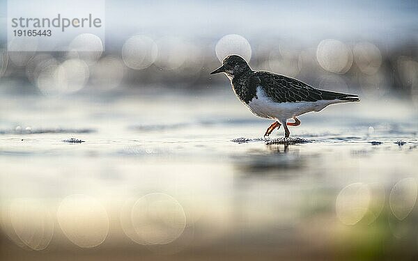 Steinwälzer (Arenaria interpres)  Vogel bei Ebbe am Strand im Bokehlicht