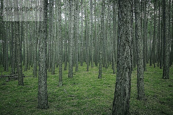 Wald  düster  Föhrenwald  Niederösterreich  Österreich  Europa