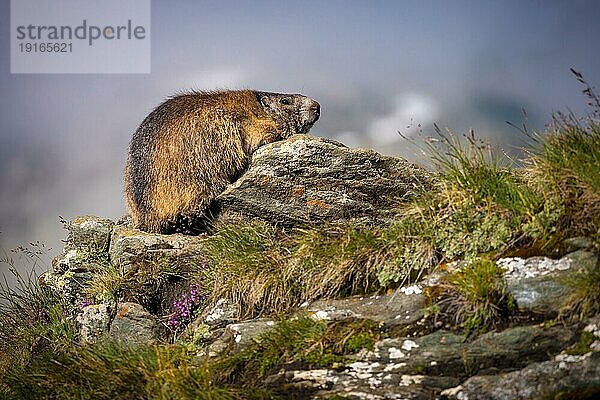 Tierportrait eines auf einen Felsen ruhenden Murmeltiers im natürlichen Lebensraum  im Hintergrund Umrisse der Berge und Gletscher des Nationalparks Hohe Tauern  aufgenommen am Fuße des Berges Großglockner  Österreich  Europa