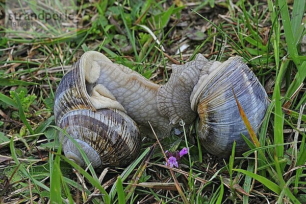 Essbare Schnecken  Weinbergschnecke (Helix pomatia)  Römische Schnecke bei der Paarung auf einer Wiese  Belgien  Europa