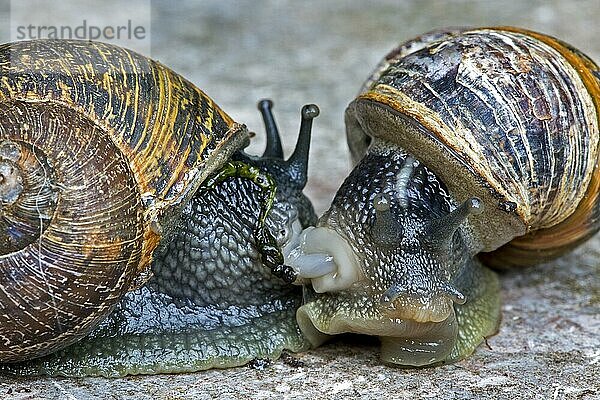 Zwei sich paarende Gartenschnecken (Cornu aspersum) (Cryptomphalus aspersus) mit umgedrehtem Penis und Fortpflanzungsorganen