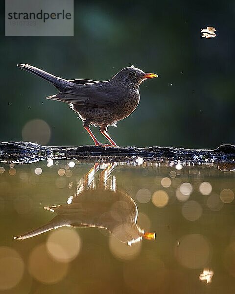 Amsel  Schwarzdrossel (Turdus merula) an einer Wasserstelle im Gegenlicht  trinkend  badend  Biosphärenreservat Mittelelbe  Sachsen-Anhalt  Deutschland  Europa