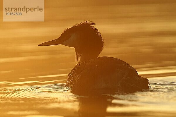 Haubentaucher (Podiceps cristatus)  Altvogel im Gegenlicht  Naturpark Flusslandschaft Peenetal  Mecklenburg-Vorpommern  Deutschland  Europa