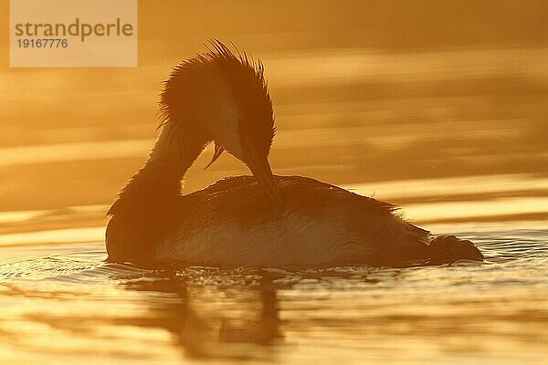 Haubentaucher (Podiceps cristatus)  Altvogel im Gegenlicht  Naturpark Flusslandschaft Peenetal  Mecklenburg-Vorpommern  Deutschland  Europa