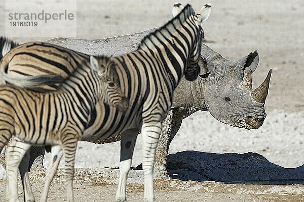 Spitzmaulnashorn (Diceros bicornis)  erwachsenes Weibchen mit nassem Schlamm bedeckt  trinkt am Wasserloch  zwei Burchell Zebras (Equus quagga burchellii)  erwachsen und Zebrafohlen stehen davor  Etosha Nationalpark  Namibia  Afrika