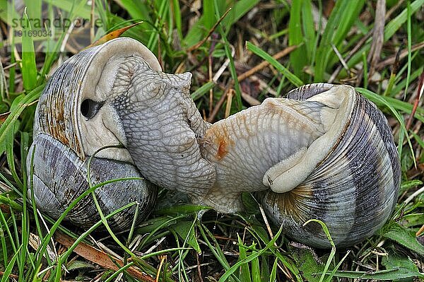 Essbare Schnecken  Weinbergschnecke (Helix pomatia)  Weinbergschnecke bei der Paarung auf einer Wiese