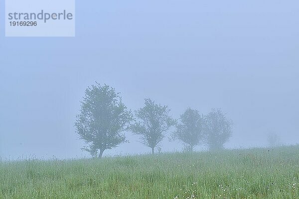 Wiese  Obstbäume  Streuobstwiese  Baumreihe  Nebel  Wolken  Morgen  Frühling  NSG  Grohberg  Faulbach  Miltenberg  Untermain  Maintal  Spessart  Bayern  Deutschland  Europa