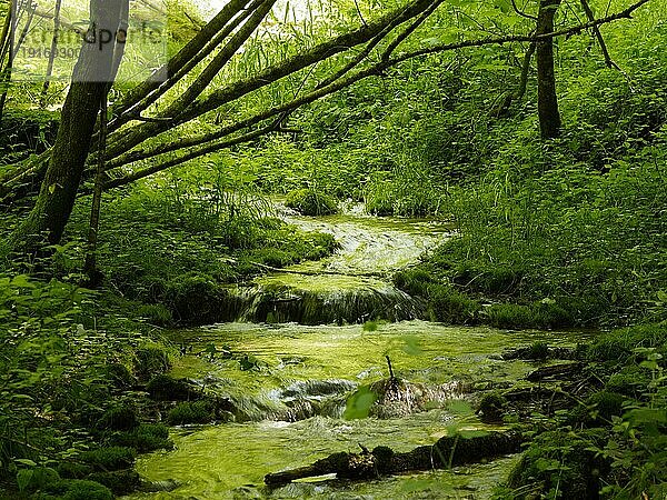 Natürlicher Bachlauf mit gefallenen Bäumen in grüner Stimmung  Bayern