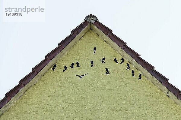 Unter einem Dachgiebel Schutz suchende Hausschwalben (Delichon urbica) Hauswand  Baden-Württemberg  Deutschland  Europa