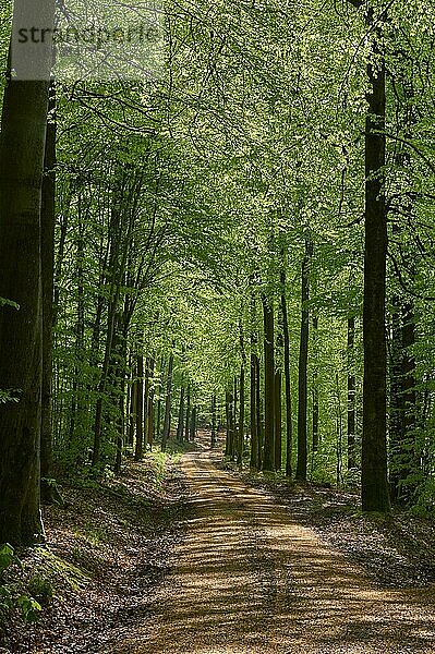 Weg  Wald  Buche  Gegenlicht  Frühling  Rothenbuch  Spessart  Bayern  Deutschland  Europa