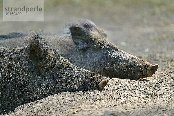 Wildschwein (Sus scrofa)  zwei adulte Schweine liegen dösend am Boden  Hessen  Deutschland  Europa