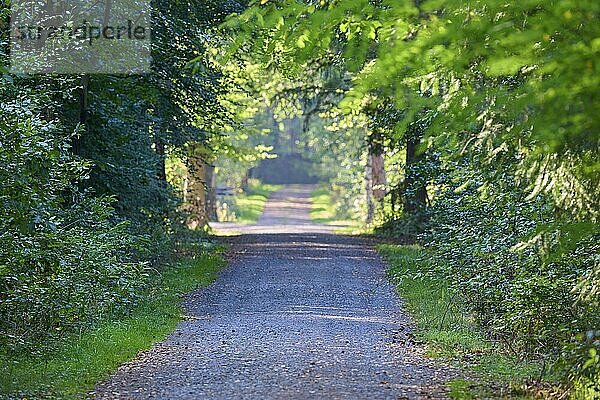 Waldweg  Laubwald  Park  Gegenlicht  Sommer  Klein Auheim  Hanau  Hessen  Deutschland  Europa