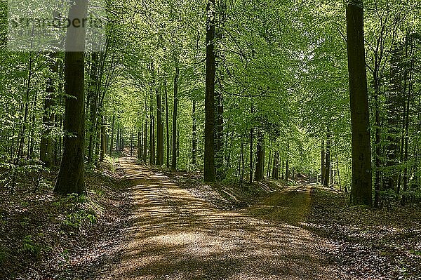 Weggabelung  Wald  Buche  Gegenlicht  Frühling  Rothenbuch  Spessart  Bayern  Deutschland  Europa