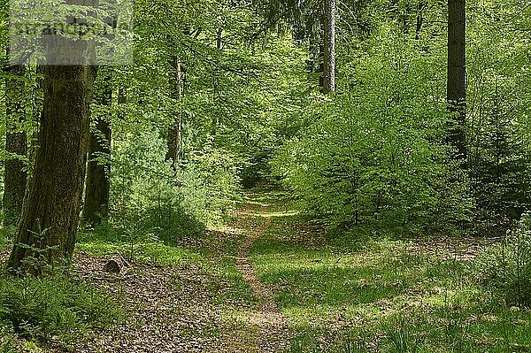 Wanderweg  Wald  Buche  Gegenlicht  Frühling  Rothenbuch  Spessart  Bayern  Deutschland  Europa