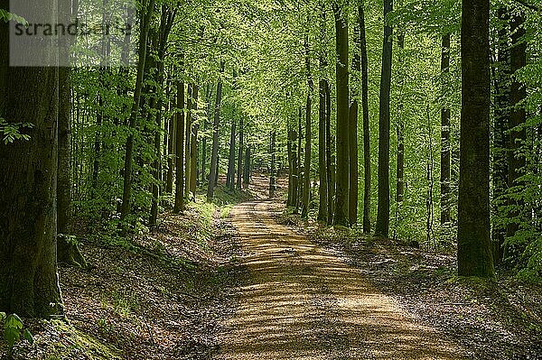 Weg  Wald  Buche  Gegenlicht  Frühling  Rothenbuch  Spessart  Bayern  Deutschland  Europa