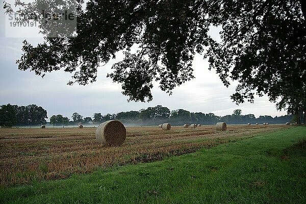 Landschaft  Strohballen  rund  am Morgen  Nebel  Landwirtschaft  Ernte  Stimmung  Deutschland  Mehrere Rundballen liegen auf dem Feld im Morgengrauen  Europa