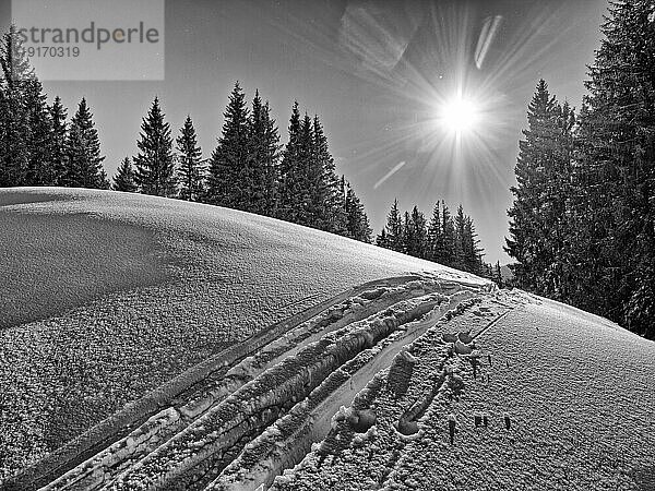 Spur von Skiern vor Bäumen  Gegenlicht mit Sonne  schwarz-weiß  Bayern