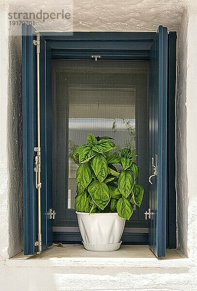 Close frontal Schuss von Blumentopf mit Basilikumpflanze auf der Fensterbank von weiß getünchten Haus im Sommer Sonne und Schatten. Traditionelles Gewürzkraut für die griechische und italienische Küche  den biologischen Gartenbau  den gesunden Lebensstil und die mediterrane Ernährung