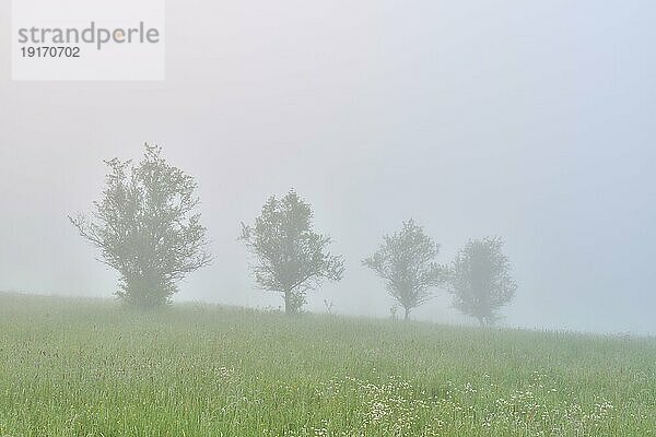Wiese  Obstbäume  Streuobstwiese  Baumreihe  Nebel  Wolken  Sonnenaufgang  Frühling  NSG  Grohberg  Faulbach  Miltenberg  Untermain  Maintal  Spessart  Bayern  Deutschland  Europa