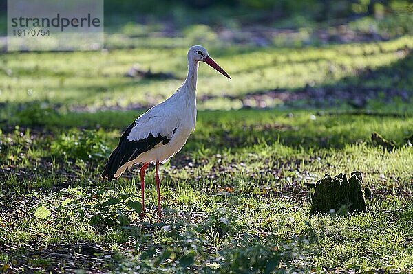 Weißstorch (Ciconia ciconia)  steht in Wiese  Gegenlicht  Hessen  Deutschland  Europa