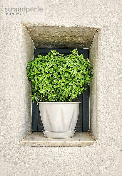 Close frontal Schuss von Blumentopf mit Oregano Pflanze auf dem Fensterbrett des weiß getünchten Haus im Sommer Sonne und Schatten. Traditionelles Würzkraut für die griechische und italienische Küche  den biologischen Gartenbau  den gesunden Lebensstil und die mediterrane Ernährung