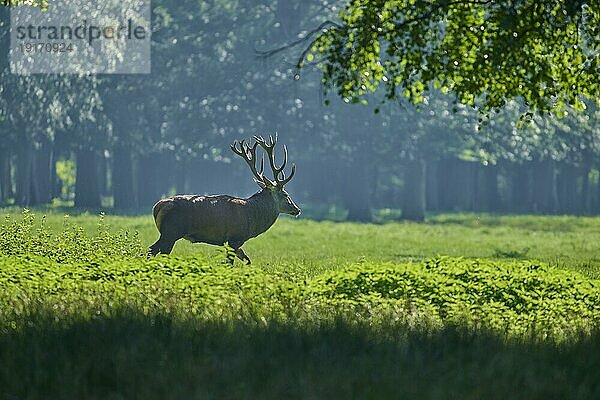 Europäischer Rothirsch (Cervus elaphus)  läuft in Wiese  Gegenlicht  Deutschland  Europa