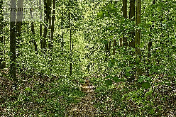 Wanderweg  Wald  Buche  Gegenlicht  Frühling  Rothenbuch  Spessart  Bayern  Deutschland  Europa