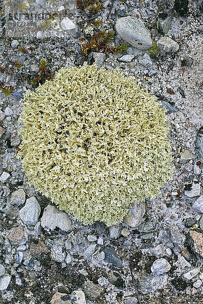 Isländisches Moos (Cetraria islandica (Lichen islandicus) zirkumpolare Flechte der arktischen und gebirgigen Regionen der nördlichen Länder