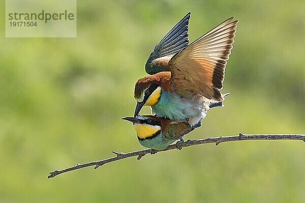 Europäische Bienenfresser (Merops apiaster)  Paarung auf einem Zweig