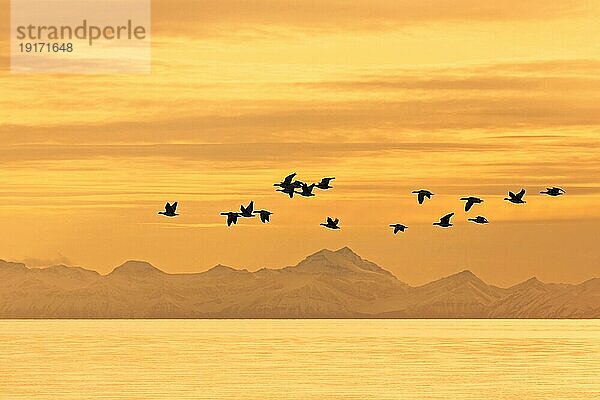 Ein Schwarm Weißwangengänse (Branta leucopsis) fliegt im Sommer bei Sonnenuntergang über den Billefjorden  Svalbard  Spitzbergen  Norwegen  Europa