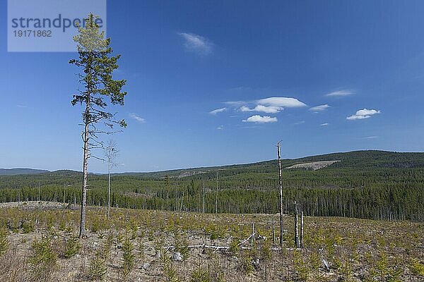 Wiederaufforstung durch Anpflanzen von Setzlingen in gerodeten Nadelwäldern in Dalarna  Schweden  Skandinavien  Europa