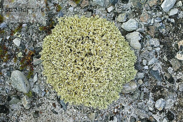 Isländisches Moos (Cetraria islandica (Lichen islandicus) zirkumpolare Flechte der arktischen und gebirgigen Regionen der nördlichen Länder