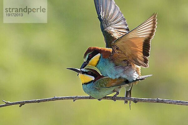 Europäische Bienenfresser (Merops apiaster)  Paarung auf einem Zweig