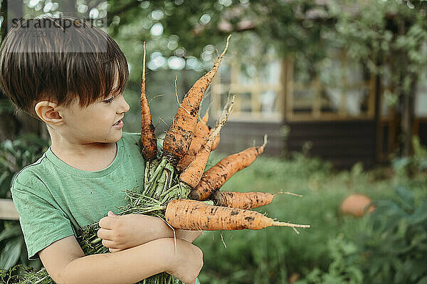 Junge hält ein Bündel Karotten im Garten