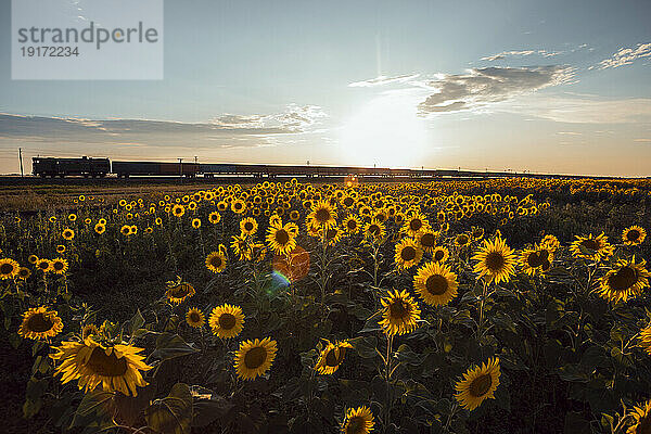 Train near sunflower field at sunset
