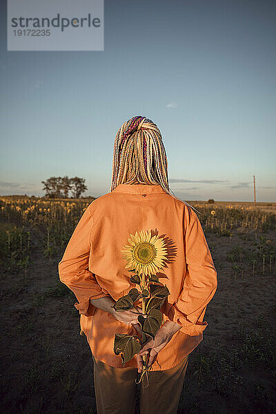 Frau hält Sonnenblume im Feld bei Sonnenuntergang