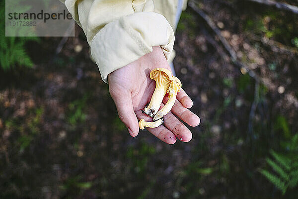 Hand eines Jungen mit Pilz im Wald