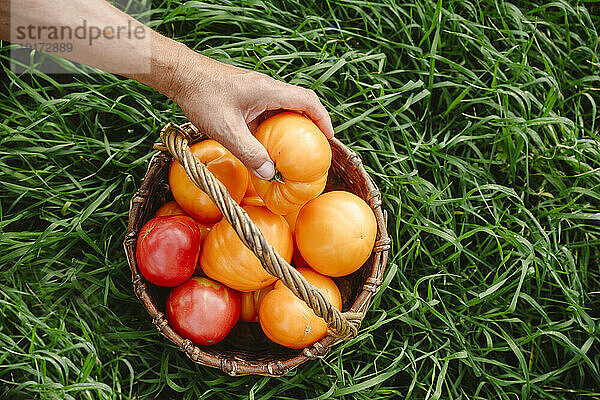 Senior man taking tomato from wicker basket on grass