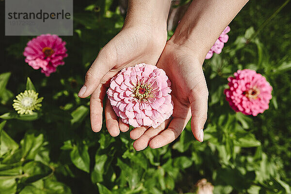 Hand eines Mädchens  das rosa Blume im Garten hält