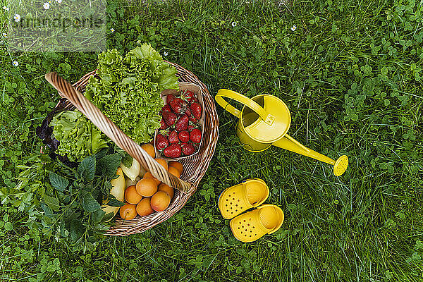 Verschiedenes frisches Gemüse und Obst im Korb mit Gießkanne auf Gras