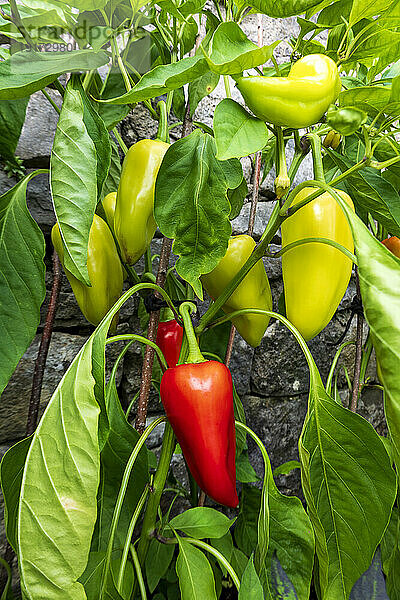 Paprika wächst im Gemüsegarten