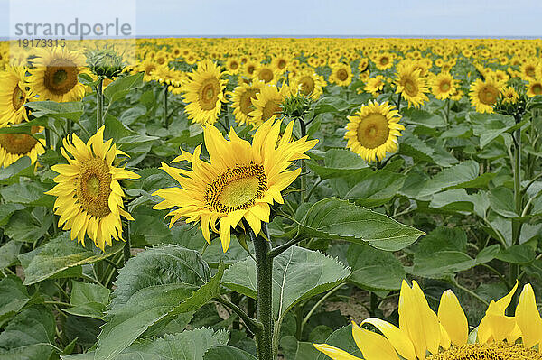 Gelbe Sonnenblumen im Feld unter dem Himmel