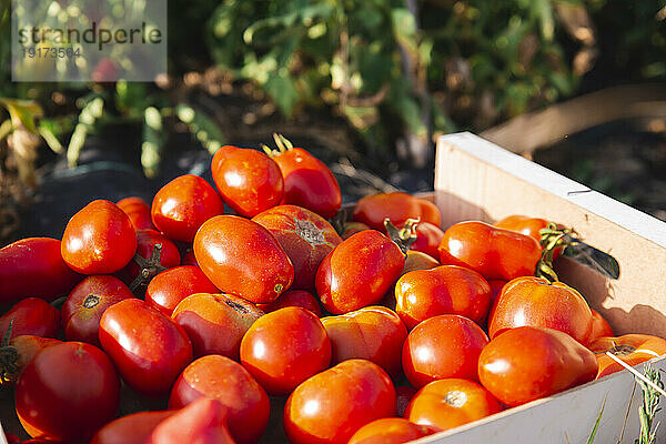 Kiste mit roten Tomaten im Obstgarten