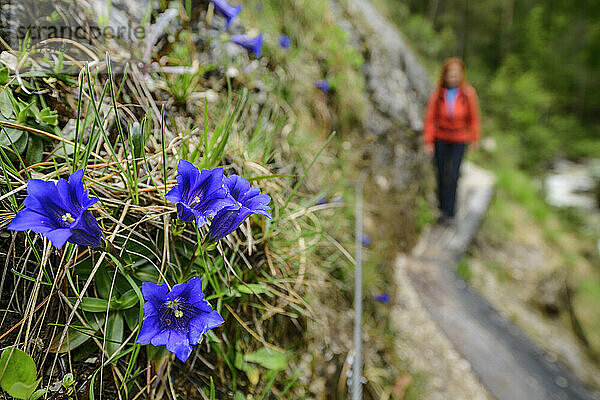 Blaue Enzian-Wildblumen mit einer Frau im Hintergrund