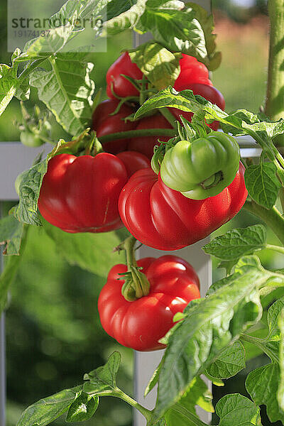 Reife frische Tomaten auf dem Balkon